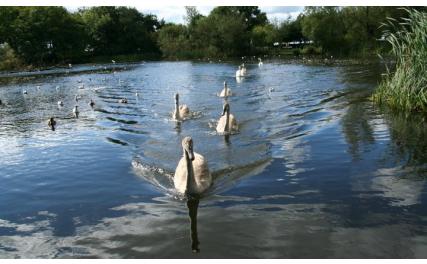 Stephenstown Pond and Visitor Centre - swans