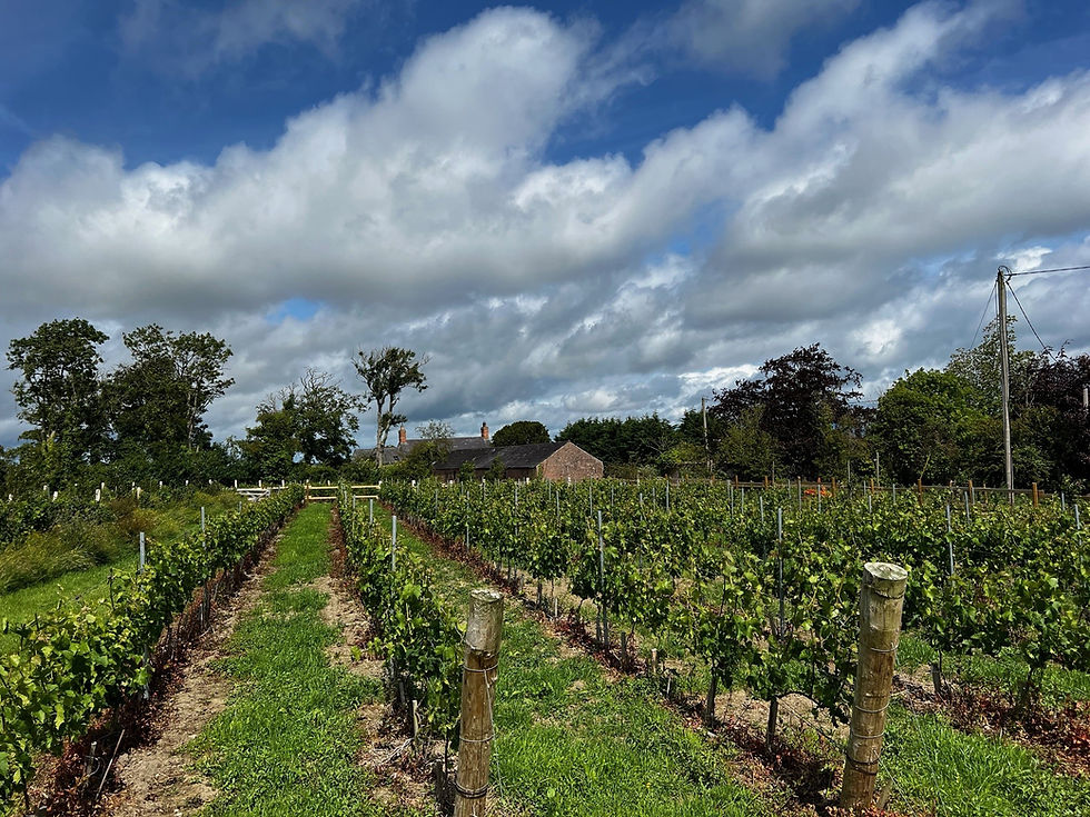 Image: Fairy Trees Winery Vineyard