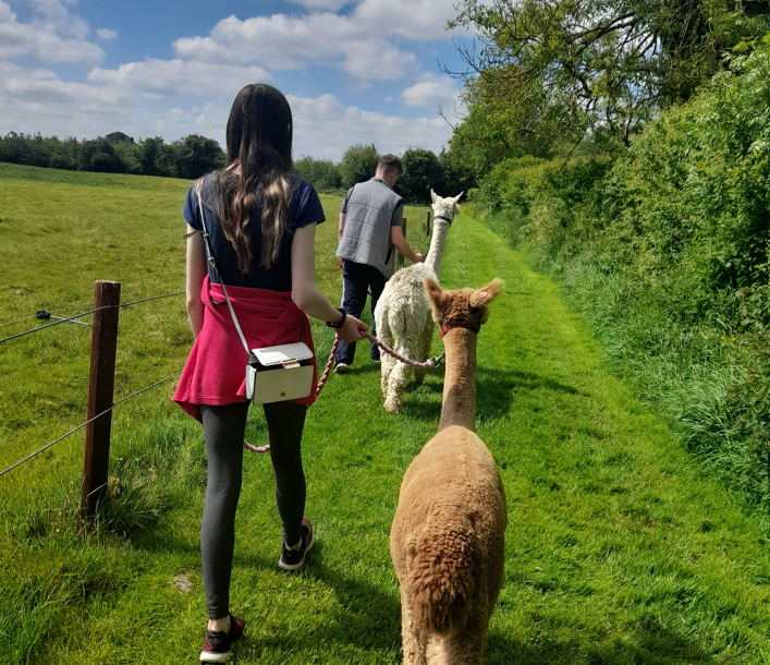 Image: Long Acre Alpacas